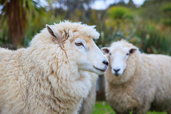 close up face of new zealand merino sheep in rural livestock farm