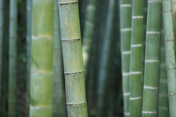 Close-up of green bamboo stalks